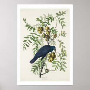 Poster Corvo Americano por Audubon