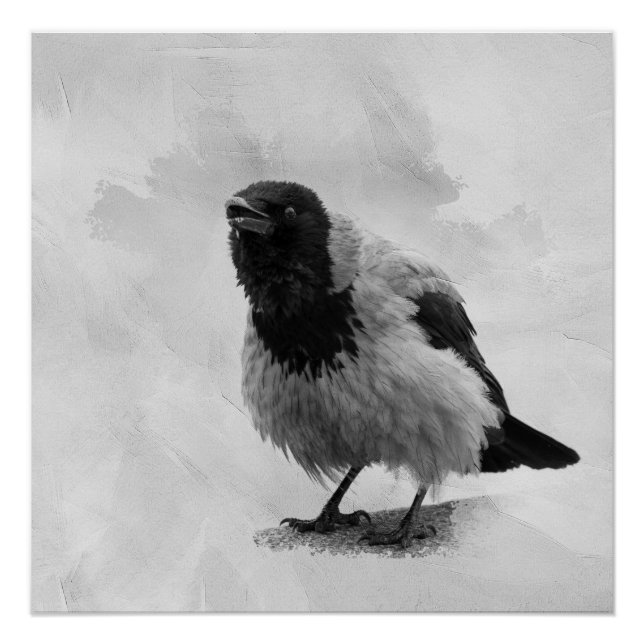 Pôster Corvo-capuz (Frente)