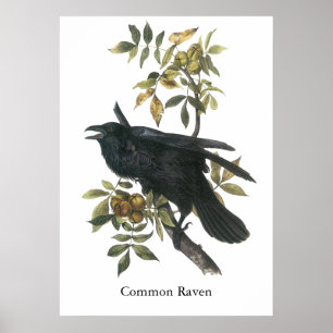 Pôster Corvo comum, audubon de John