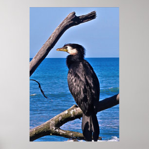 Poster Corvo em Nova Plymouth