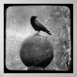 Pôster Corvo mágico