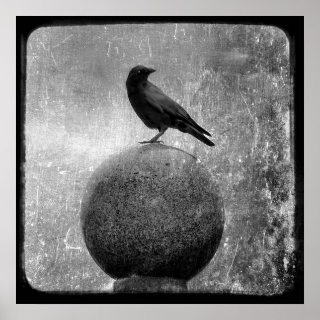 Pôster Corvo mágico (Frente)