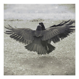 Pôster Corvo/poster do corvo