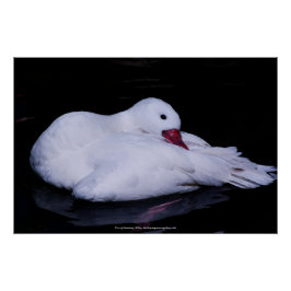 Pôster Coscoroba Swan P3442