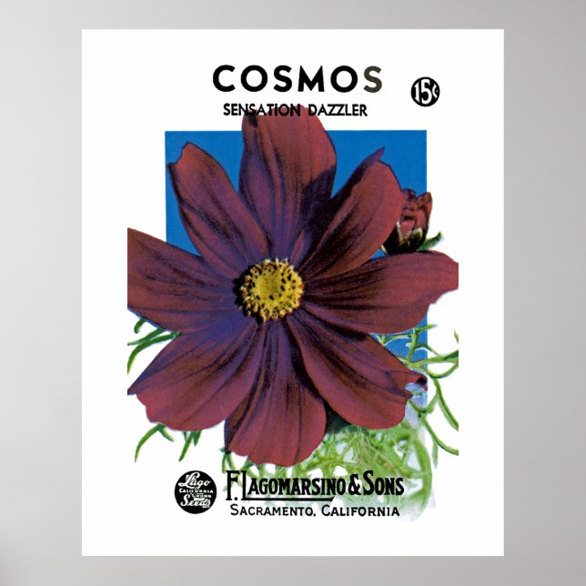 Pôster Cosmos (Frente)