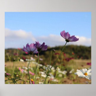 Poster Cosmos Flowers