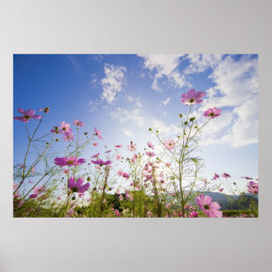 Pôster Cosmos flowers. Otsu, Shiga Prefecture, Japan 2