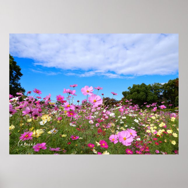 Poster Cosmos [Poster] (Frente)