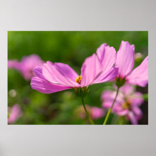 Pôster Cosmos Rosa