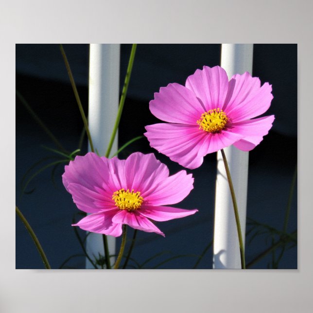 Poster Cosmos Rosa Através do Corrimão do Alpendre (Frente)