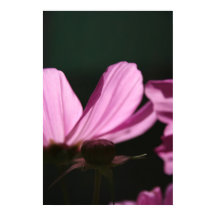Cosmos Rosa no Sol 1 Fotografia Floral