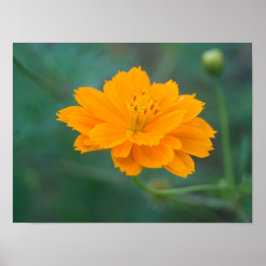 Poster Cosmos Sulfur 01