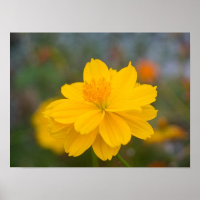 Poster Cosmos Sulfur 02 (Frente)