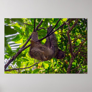 Poster Costa Rica - Bicho Preguiçoso Feliz e Preguiçoso,