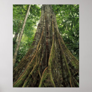 Poster Costa Rica, Corcovado National Park, Buttressed