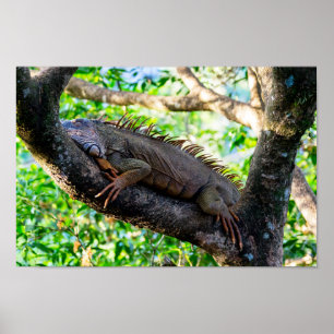 Poster Costa Rica, Muelle - Iguana preguiçosa descansand