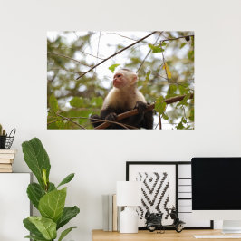 Poster Costa Rician Monkey, Curious White Faced Capuchin