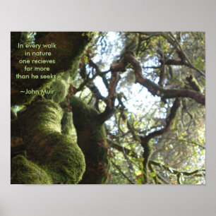 Poster Cota do Live Oaks Muir