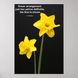Pôster Cotação dos Daffodils