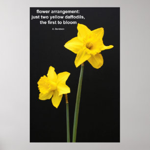 Pôster Cotação dos Daffodils