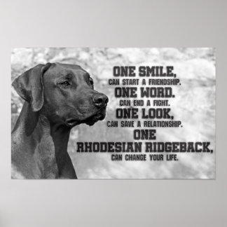 Poster Cotações Ridgeback da Rodésia