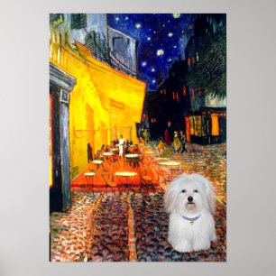 Pôster Coton de Tulear 4b - Café
