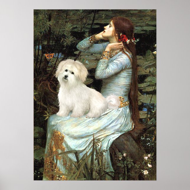 Pôster Coton de Tulear 7 - Ofélia Sentada (Frente)
