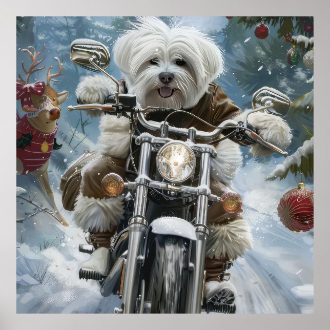 Poster Coton De Tulear Cachorro Dirigindo Motocicleta Nat (Frente)