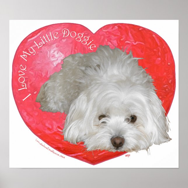 Poster Coton de Tulear Dia dos Namorados (Frente)