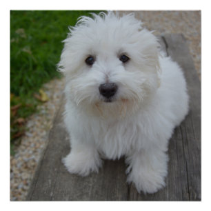 Pôster coton de tulear no banco