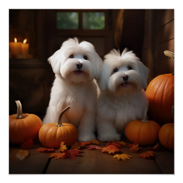 Pôster Coton De Tulear Puppy Autumn Delight Pumpkin (Frente)
