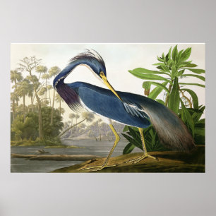 Pôster Cotovia da costa - pintor John Audubon dos animais