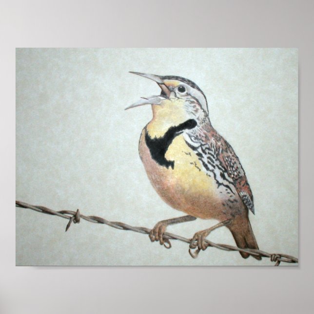 Pôster Cotovia-de-barriga-amarela (Frente)