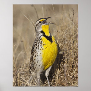Poster Cotovia-de-barriga-amarela (Sturnella neglecta)