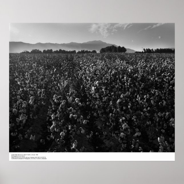 Poster Cotton field, into sun near El Centro, 1966 (Frente)