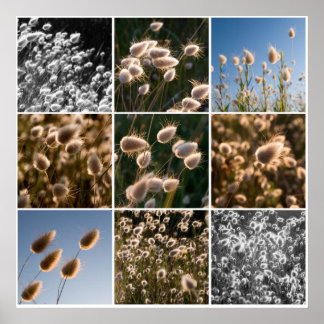 Poster cotton grass montage
