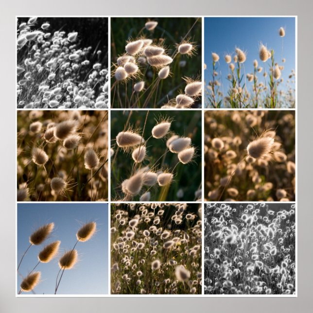 Poster cotton grass montage (Frente)