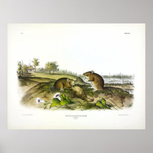 Poster Cotton Rat (Hispid Cotton Rat) por Audubon