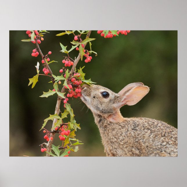 Poster Cottontail oriental | Sul do Texas (Frente)