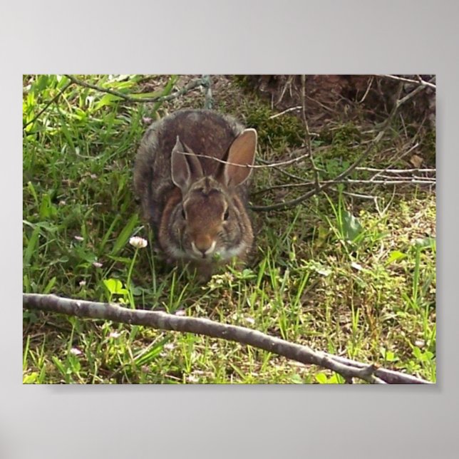 Pôster Cottontail Rabbit Print (Frente)