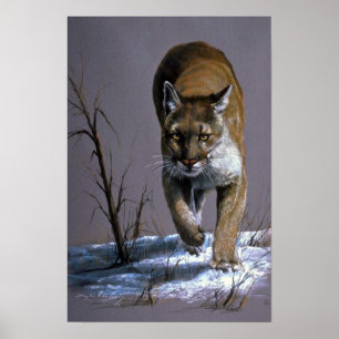 Pôster Cougar