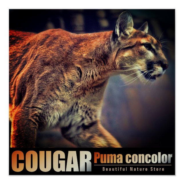 Pôster COUGAR：Glossy Poster (Frente)