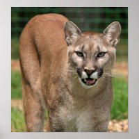 Cougar, leão da montanha