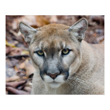 Cougar, leão da montanha, Puma da Flórida