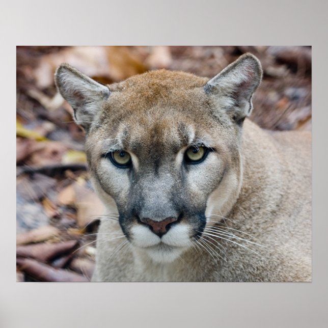 Poster Cougar, leão da montanha, Puma da Flórida (Frente)