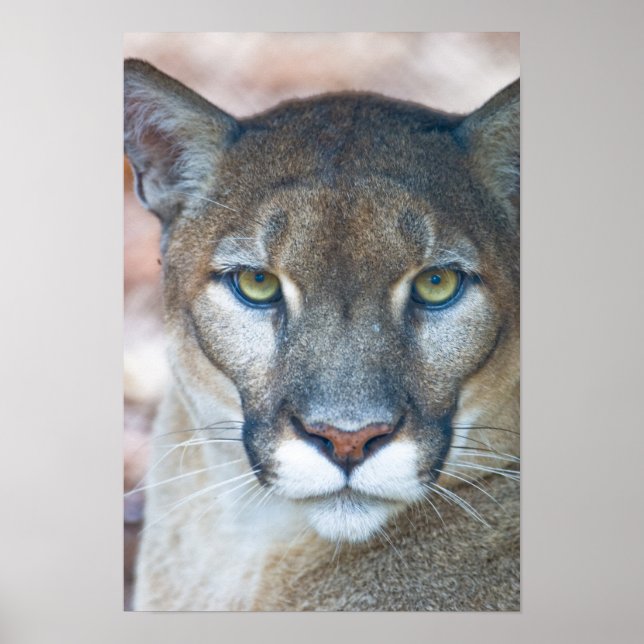 Poster Cougar, leão da montanha, Puma da Flórida (Frente)