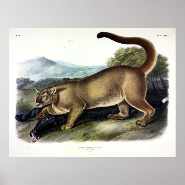 Poster Cougar ou Puma, Pantera, Leão de Montanha, Catmont (Frente)