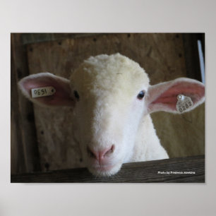 Poster County Fair Sheep