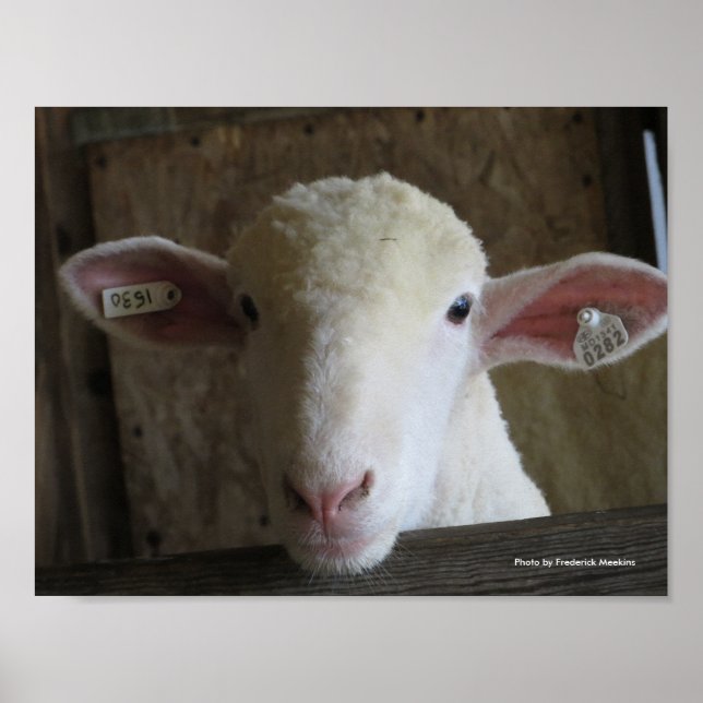 Poster County Fair Sheep (Frente)