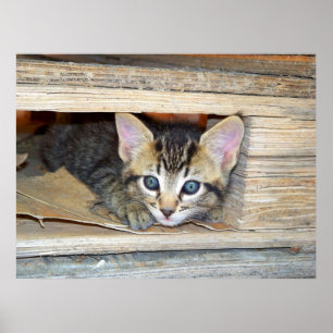 Pôster Couro cru do gatinho - e - busca